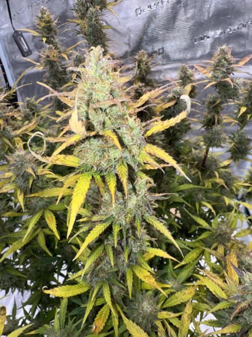 Sherbet Queen Auto (RQS). Week 11 - Sherbet2 pre-harvest
Day 83 - 27/3/2026