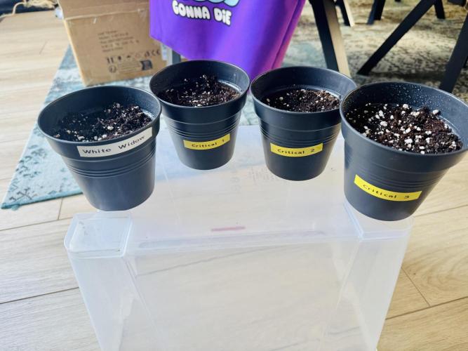 RQS Critical + White Widow. Week 0 - 1 White Widow seed straight into substrate. 