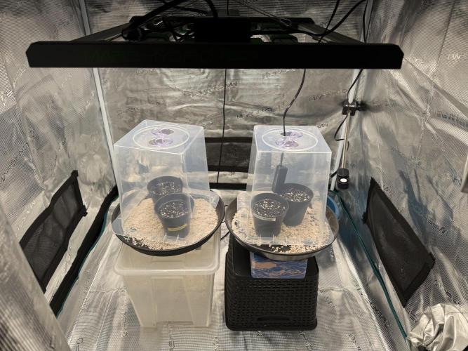 RQS Critical + White Widow. Week 1