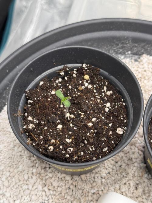 RQS Critical + White Widow. Week 1 - Critical 1