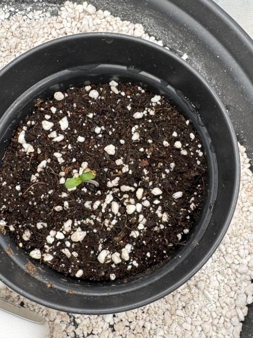 RQS Critical + White Widow. Week 1 - Critical 2