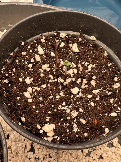 RQS Critical + White Widow. Week 1 - Critical 3