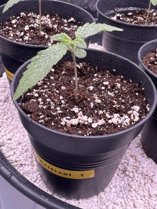 RQS Critical + White Widow. Week 2 - CRITICAL 1
Day 11 - 20/04/2026