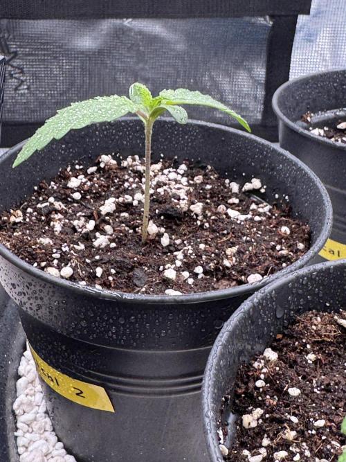 RQS Critical + White Widow. Week 2 - CRITICAL 2
Day 11 - 20/04/2026
