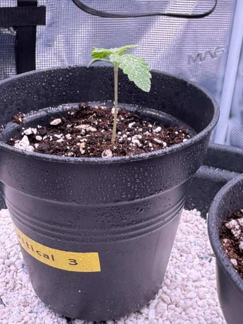 RQS Critical + White Widow. Week 2 - CRITICAL 3
Day 11 - 20/04/2026