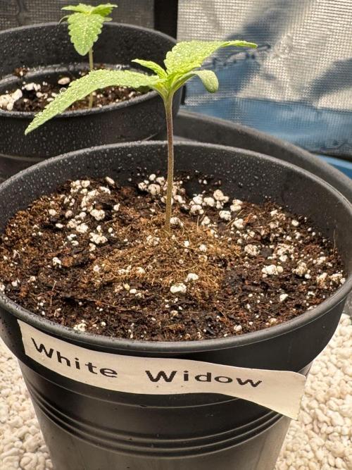 RQS Critical + White Widow. Week 2 - WHITE WIDOW 1
Day 11 - 20/04/2026