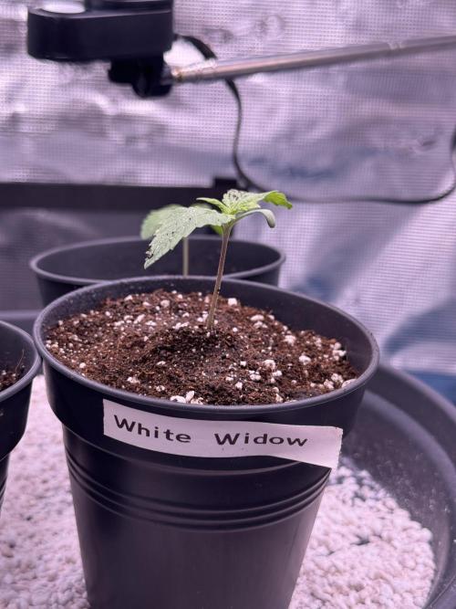 RQS Critical + White Widow. Week 2 - WHITE WIDOW 1
Day 11 - 20/04/2026