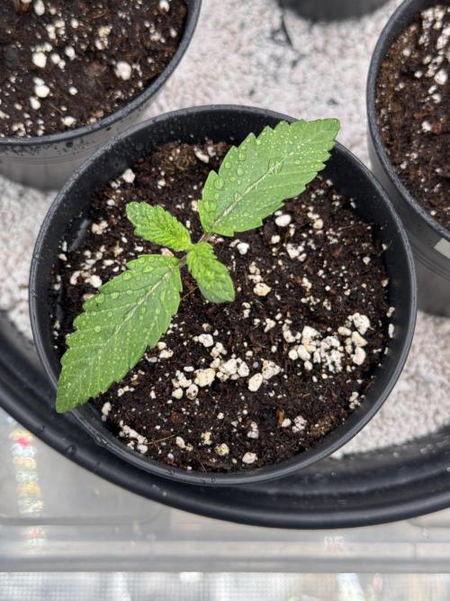 RQS Critical + White Widow. Week 2 - CRITICAL 1
Day 11 - 20/04/2026