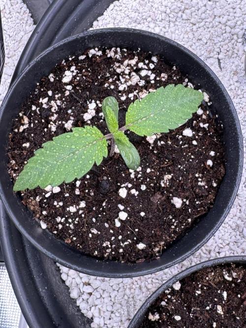 RQS Critical + White Widow. Week 2 - CRITICAL 2
Day 11 - 20/04/2026