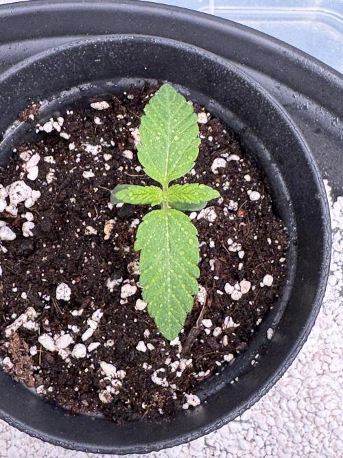 RQS Critical + White Widow. Week 2 - CRITICAL 3
Day 11 - 20/04/2026