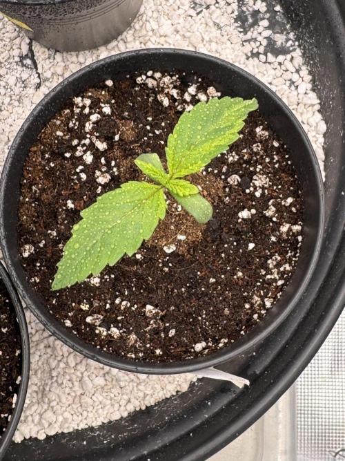 RQS Critical + White Widow. Week 2 - WHITE WIDOW 1
Day 11 - 20/04/2026