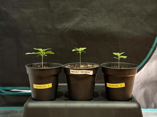 RQS Critical + White Widow. Week 2 - CRITICAL 1 - WHITE WIDOW 1 - CRITICAL 2 
Day 13 - 22/04/2026