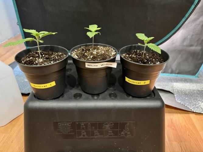 RQS Critical + White Widow. Week 2 - CRITICAL 1 - WHITE WIDOW 1 - CRITICAL 2
Day 13 - 22/04/2026