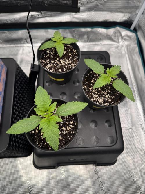 RQS Critical + White Widow. Week 2 - CRITICAL 1-2-3
Day 14 - 23/04/2026