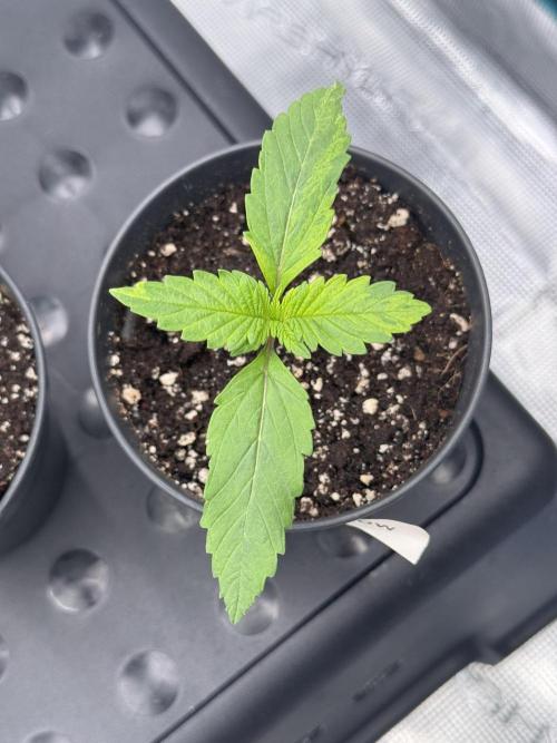 RQS Critical + White Widow. Week 2 - WHITE WIDOW 1
Day 14 - 23/04/2026