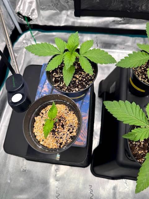 RQS Critical + White Widow. Week 3 - DAY 17
Top left:
- CRITICAL 3