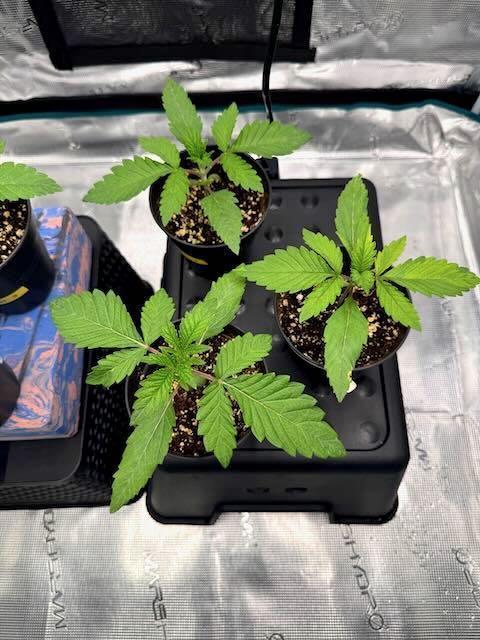 RQS Critical + White Widow. Week 3 - DAY 17
Top to bottom: 
- CRITICAL 2 
- WHITE WIDOW 1 
- CRITICAL 1