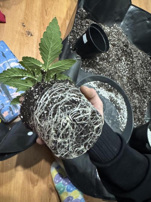 RQS Critical + White Widow. Week 3 - DAY 20 - CRITICAL 3
TRANSPLANT to 3L