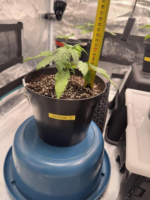 RQS Critical + White Widow. Week 3 - DAY 20 - CRITICAL 1
📏 Height: 11cm
📏 Width: 21cm