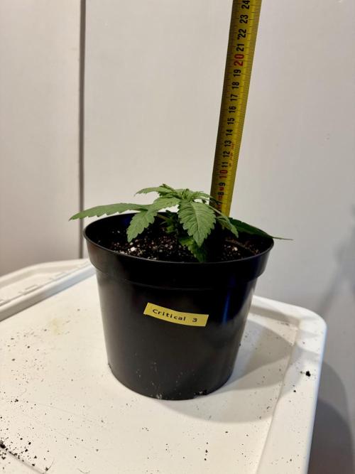 RQS Critical + White Widow. Week 3 - DAY 20 - CRITICAL 3
📏 Height: 8,5cm
📏 Width: 21cm