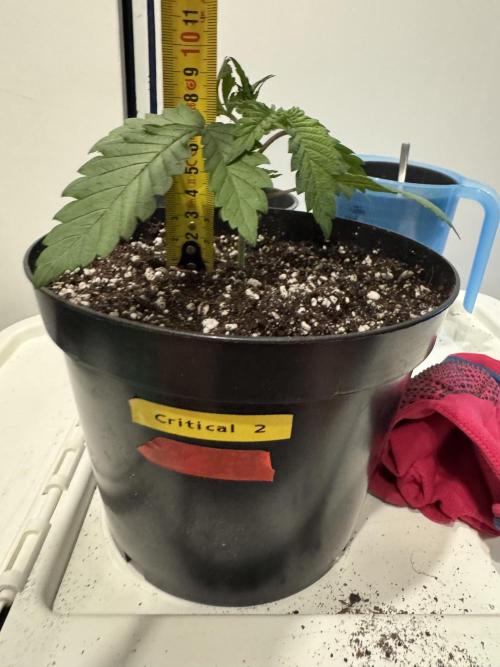 RQS Critical + White Widow. Week 3 - DAY 20 - CRITICAL 2
📏 Height: 9,5cm
📏 Width: 20cm