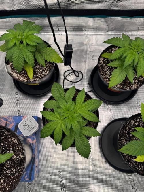 RQS Critical + White Widow. Week 4 - Day 24