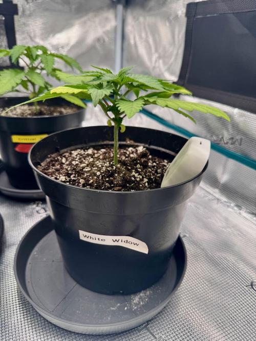 RQS Critical + White Widow. Week 4 - Day 24