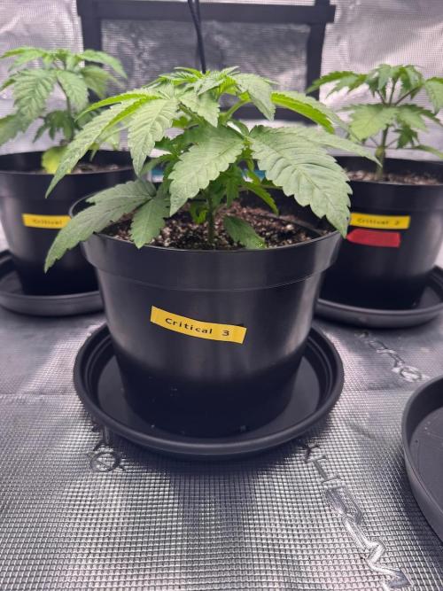 RQS Critical + White Widow. Week 4 - Day 24