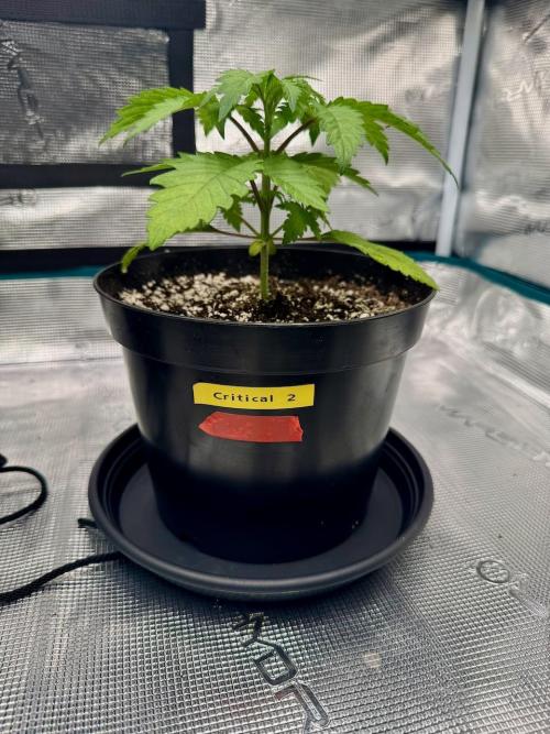 RQS Critical + White Widow. Week 4 - Day 24