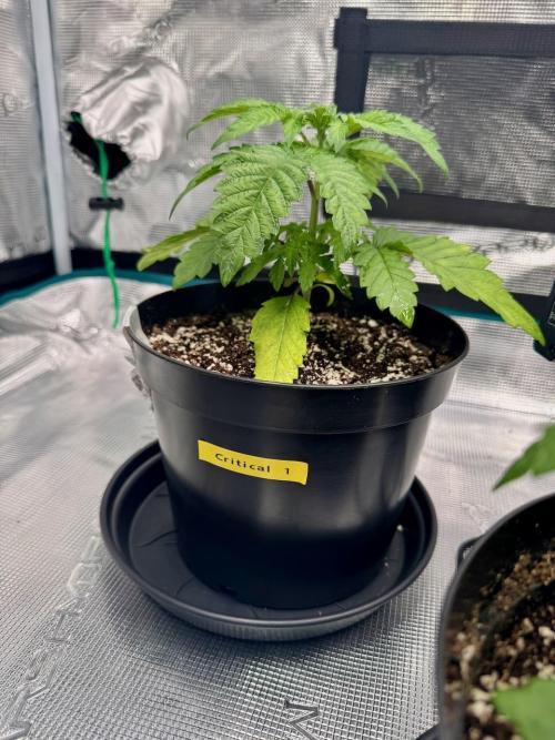 RQS Critical + White Widow. Week 4 - Day 24