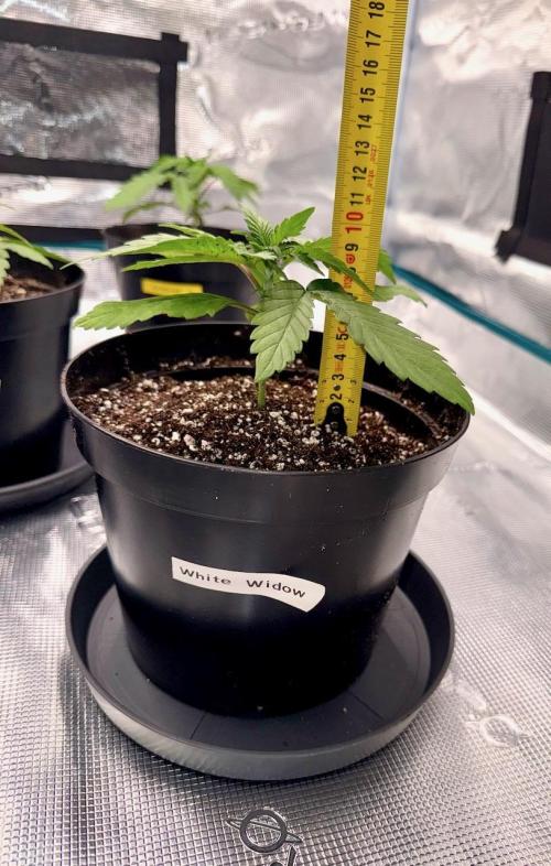 RQS Critical + White Widow. Week 3 - DAY 21 - WHITE WIDOW
📏 Height: 9,5cm
📏 Width: 21cm