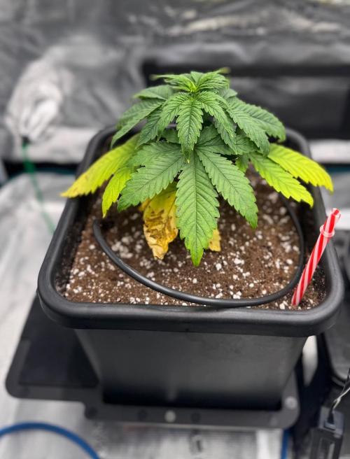 RQS Critical + White Widow. Week 5 - 🌱 WHITE WIDOW
📅 WEEK 5 - Day 33