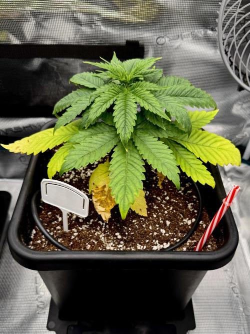 RQS Critical + White Widow. Week 5 - 🌱 WHITE WIDOW
📅 WEEK 5 - Day 34