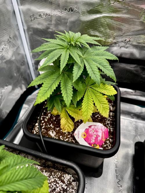 RQS Critical + White Widow. Week 5 - 🌱 CRITICAL 3
📅 WEEK 5 - Day 34