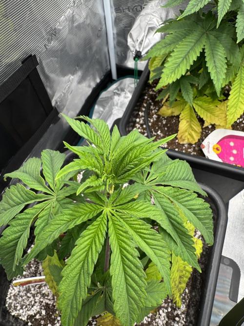 RQS Critical + White Widow. Week 5 - 🌱 CRITICAL 2
📅 WEEK 5 - Day 34