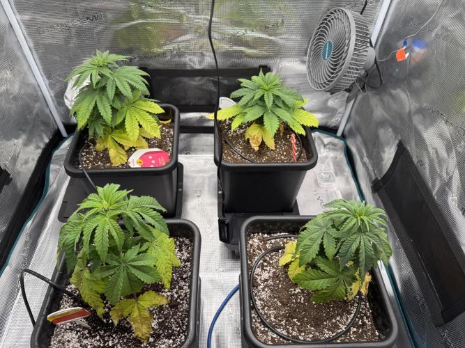 RQS Critical + White Widow. Week 5 - 📅 WEEK 5 - Day 34