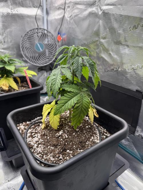 RQS Critical + White Widow. Week 5 - 🌱 CRITICAL 1
📅 WEEK 5 - Day 34