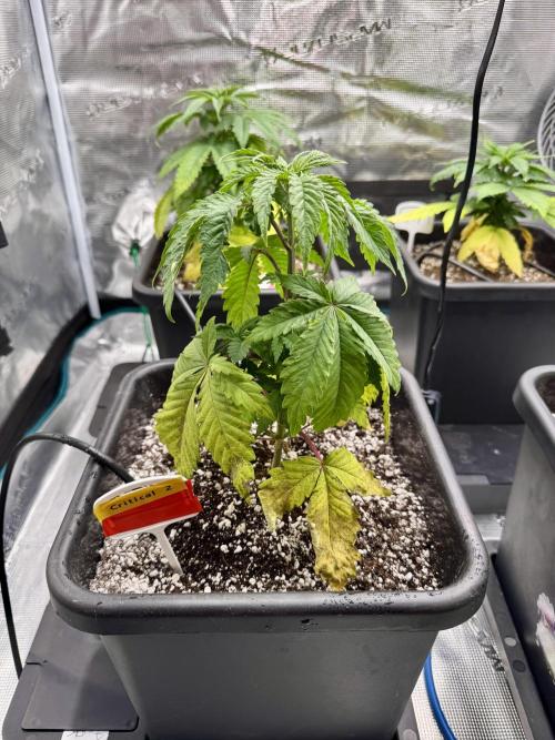 RQS Critical + White Widow. Week 5 - 🌱 CRITICAL 2
📅 WEEK 5 - Day 34