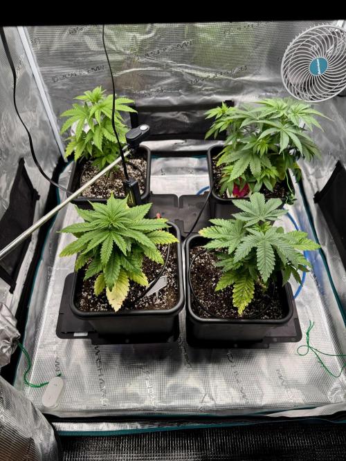 RQS Critical + White Widow. Week 6 - 19/05/2026
Day 40