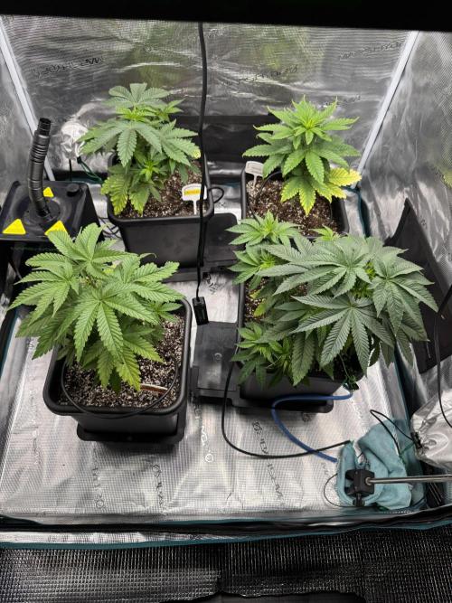 RQS Critical + White Widow. Week 6 - 20/05/2026
Day 41