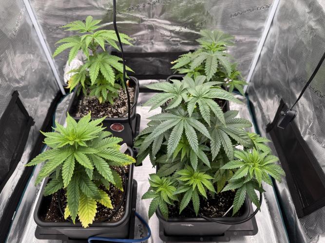 RQS Critical + White Widow. Week 6 - 21/05/2026
Day 42