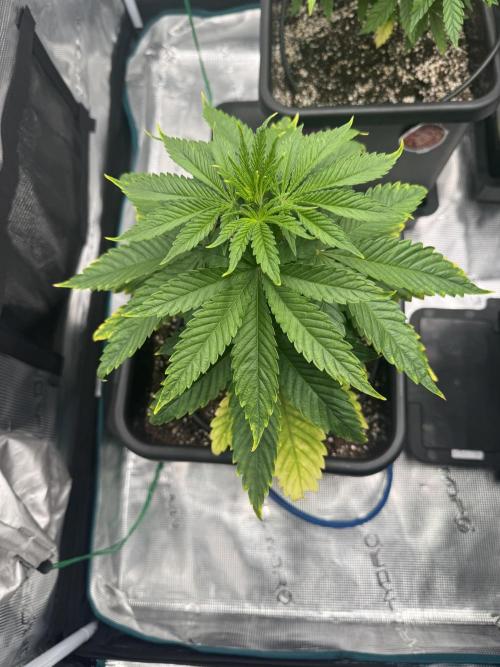 RQS Critical + White Widow. Week 6 - WHITE WIDOW
Day 42