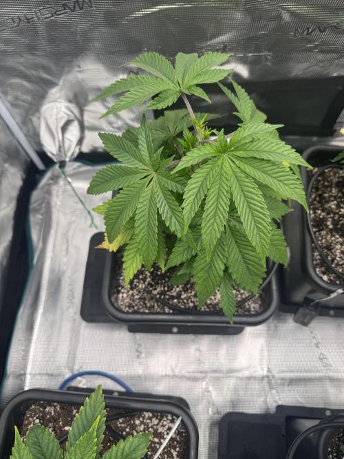 RQS Critical + White Widow. Week 6 - CRITICAL 2
Day 42