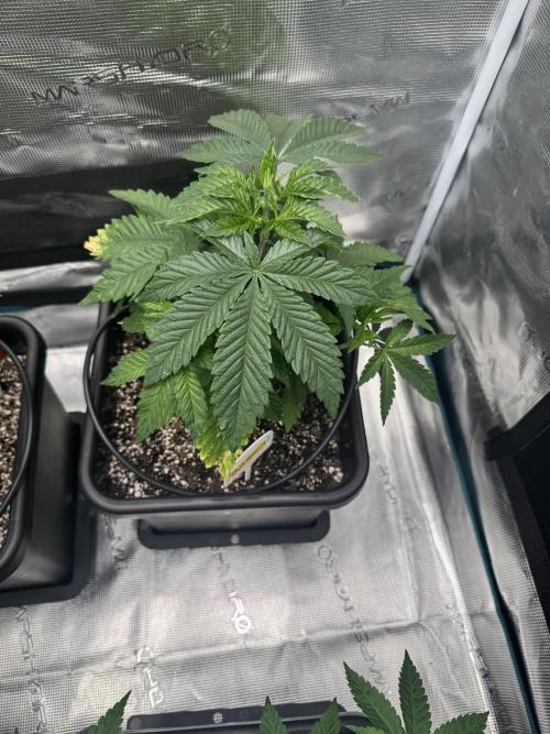 RQS Critical + White Widow. Week 6 - CRITICAL 1
Day 42