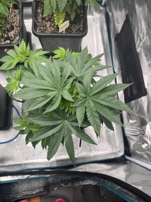 RQS Critical + White Widow. Week 6 - CRITICAL 3
Day 42