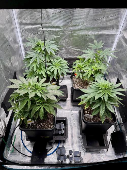 RQS Critical + White Widow. Week 7 - 24/05/2026
Day 45