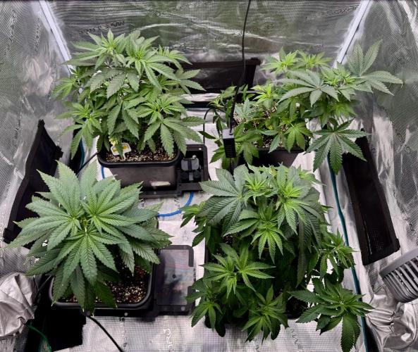 RQS Critical + White Widow. Week 7 - 27/05/2026
Day 48