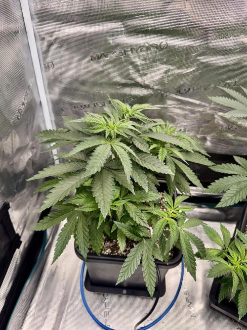 RQS Critical + White Widow. Week 7 - CRITICAL 1
Day 48