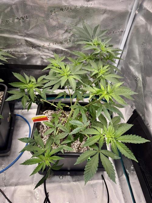 RQS Critical + White Widow. Week 7 - CRITICAL 2
Day 48