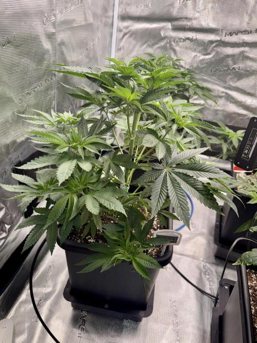 RQS Critical + White Widow. Week 7 - CRITICAL 3
Day 48